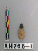 藏品(帶鋌打製石鏃)的圖片